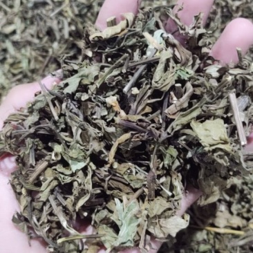 猫须草猫须公肾茶新货