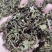 猫须草猫须公肾茶新货