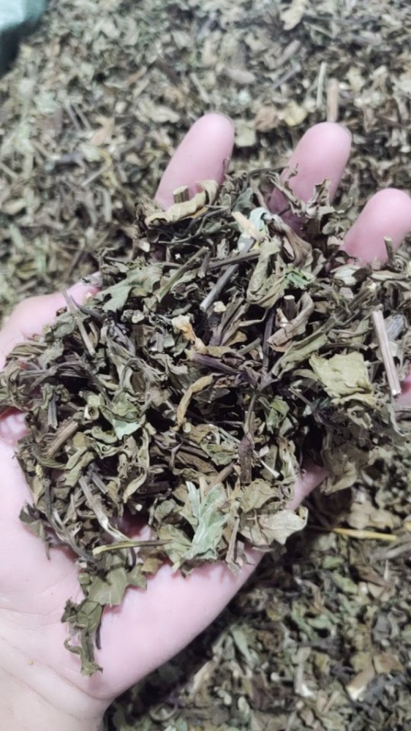 猫须草猫须公肾茶新货