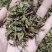 猫须草猫须公肾茶新货