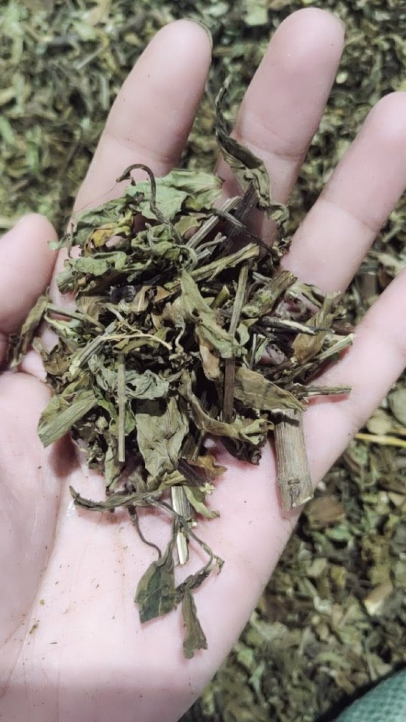 猫须草猫须公肾茶新货