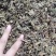 猫须草猫须公肾茶新货
