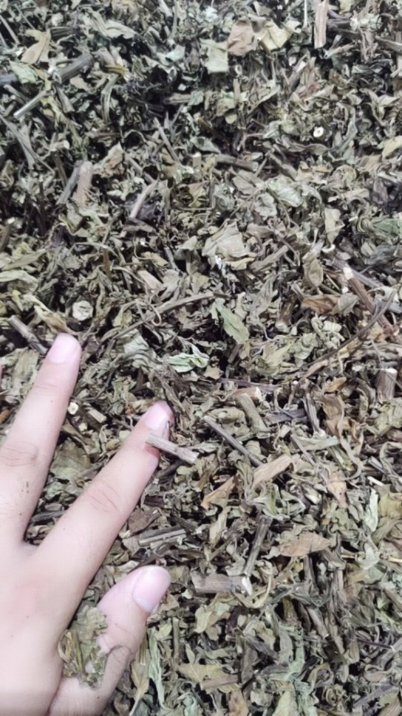 猫须草猫须公肾茶新货
