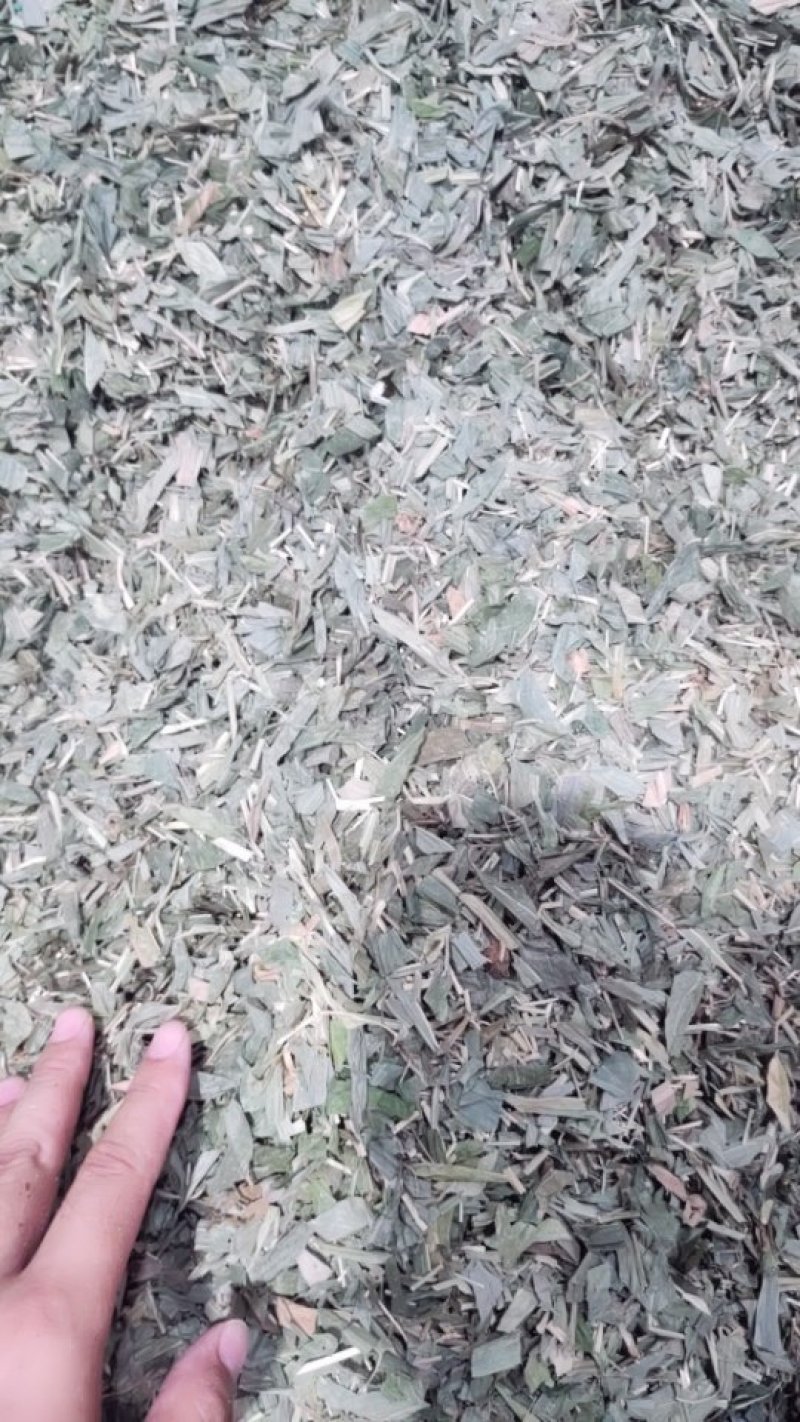 淡竹叶金竹叶今年新货水洗净货
