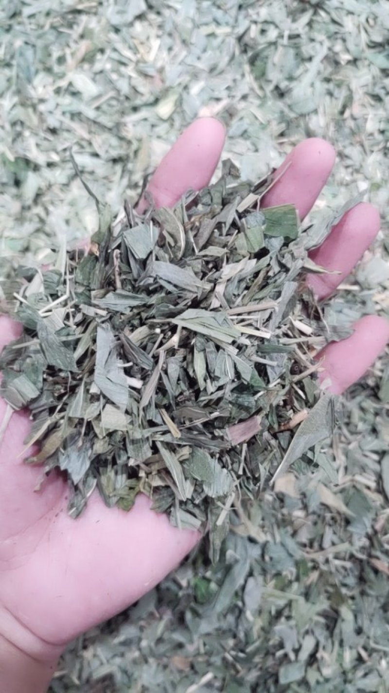 淡竹叶金竹叶今年新货水洗净货