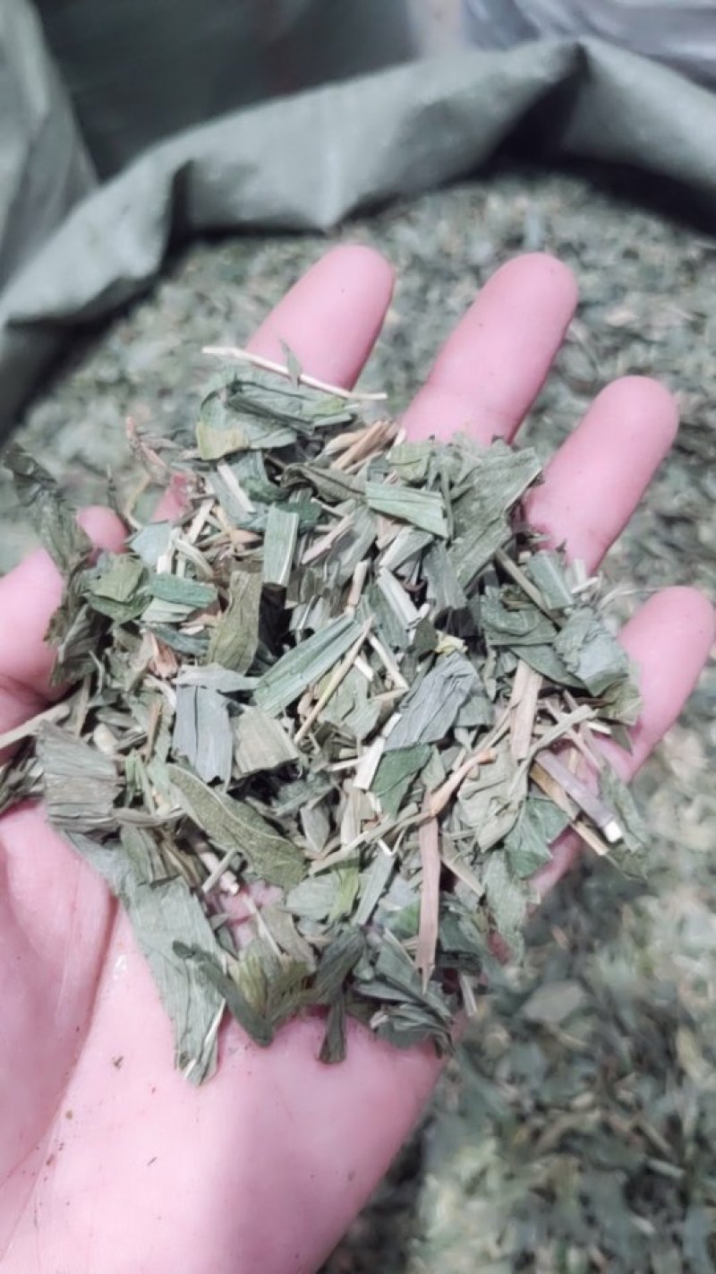 淡竹叶金竹叶今年新货水洗净货