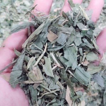 淡竹叶金竹叶今年新货水洗净货