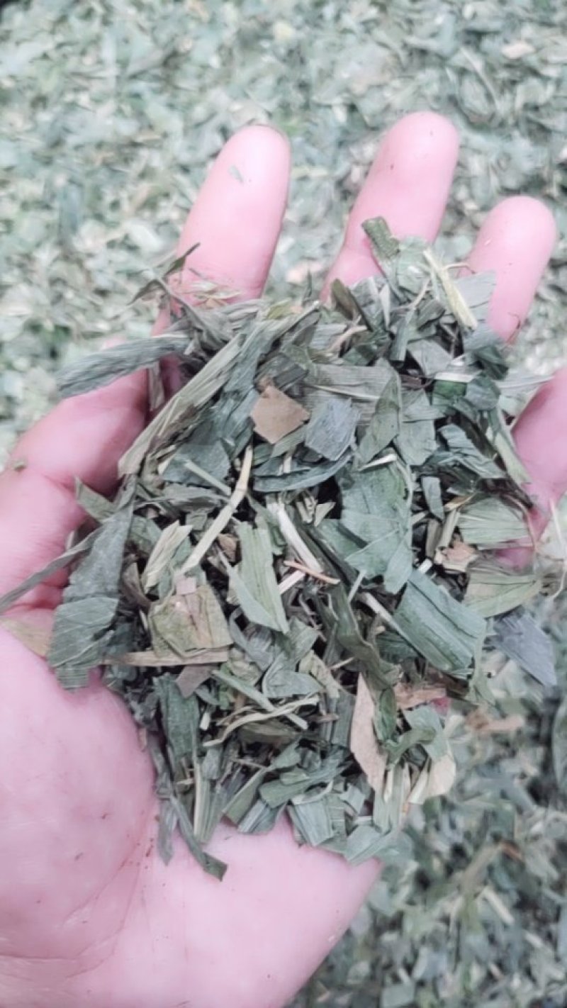 淡竹叶金竹叶今年新货水洗净货