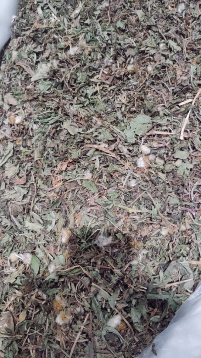 蒲公英全草切片带花带根头茬货
