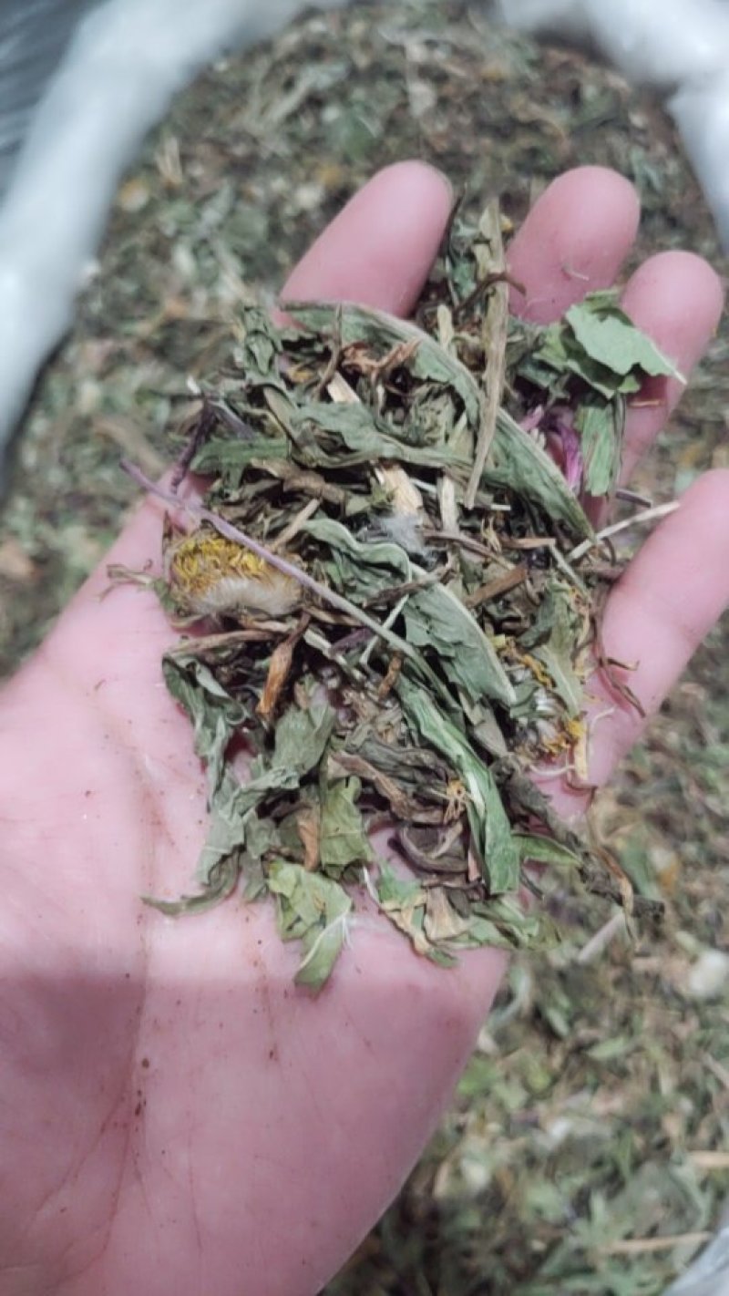 蒲公英全草切片带花带根头茬货