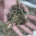 蒲公英全草切片带花带根头茬货