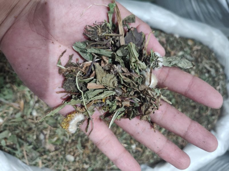 蒲公英全草切片带花带根头茬货