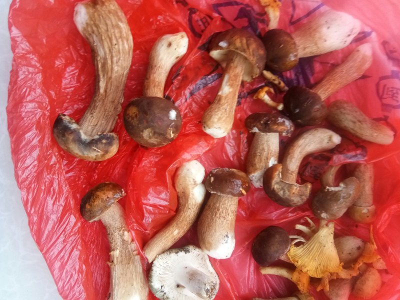 牛肝菌