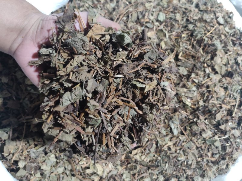 鱼腥草手选切片全草