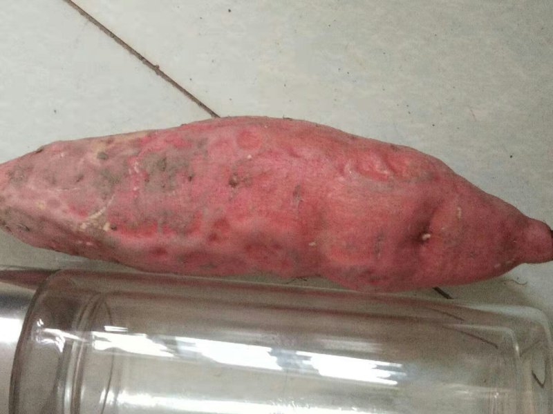烟薯25烤块