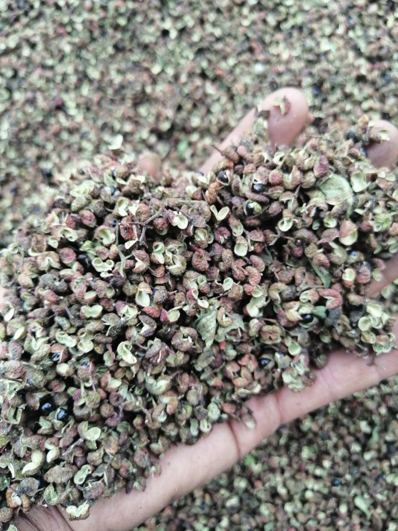今年新产青花椒，货量稳定，量大价格优惠，