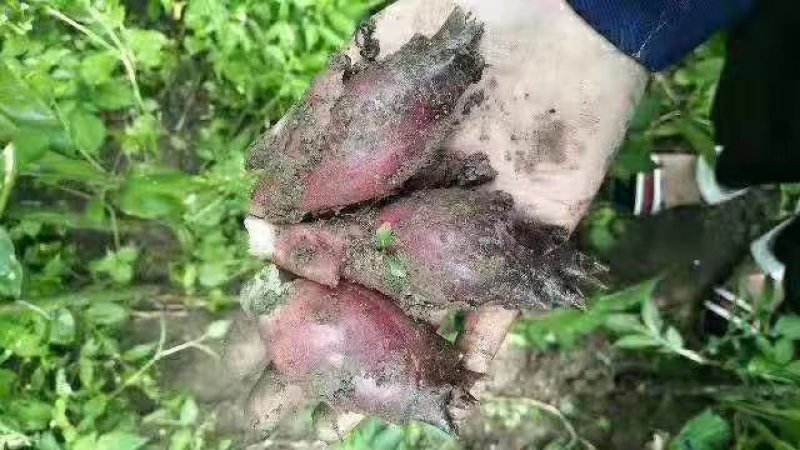 洋菏高山洋河姜阳荷阳荷姜3斤装包邮