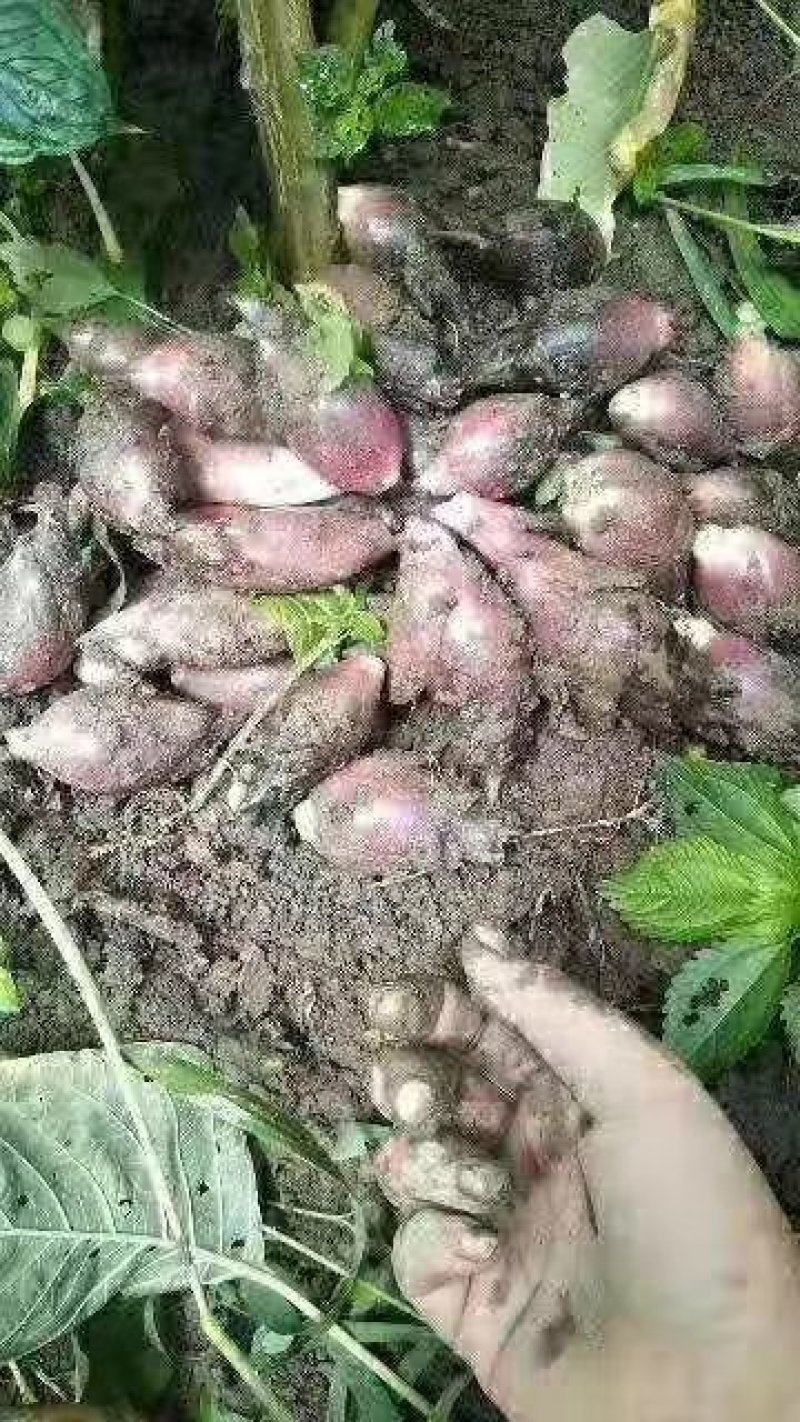 洋菏高山洋河姜阳荷阳荷姜3斤装包邮