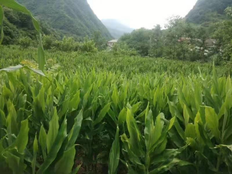 洋菏高山洋河姜阳荷阳荷姜3斤装包邮