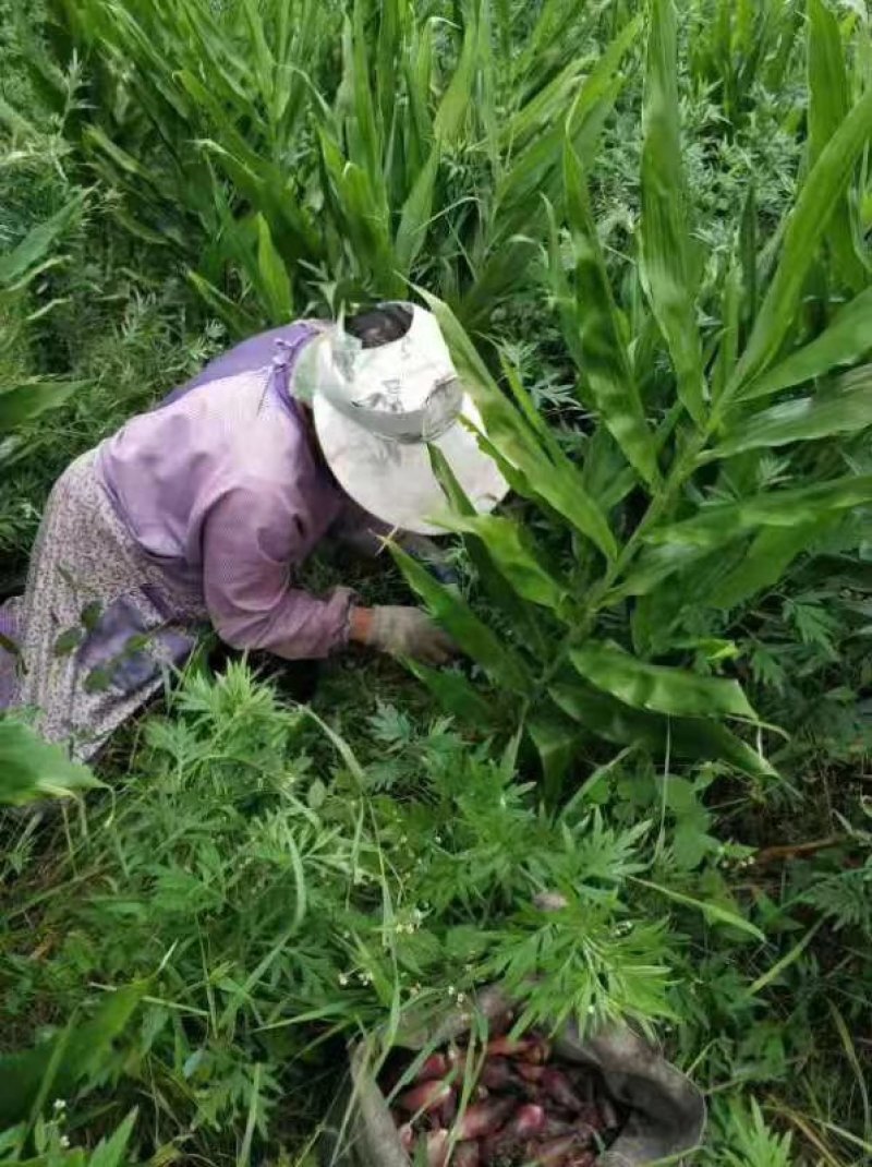 洋菏高山洋河姜阳荷阳荷姜3斤装包邮