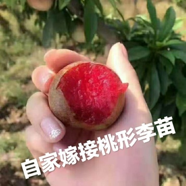 新品种正宗嵊州桃形李树苗,桃形李子苗自产自销原产地直发
