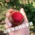 新品种正宗嵊州桃形李树苗,桃形李子苗自产自销原产地直发