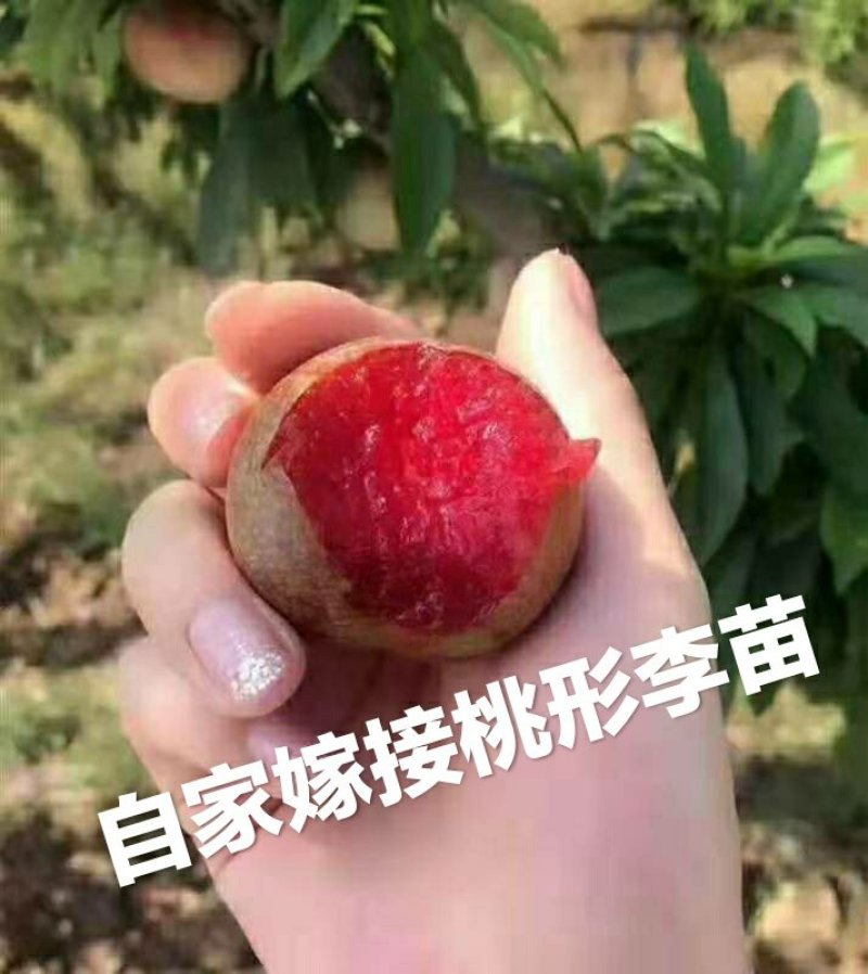 新品种正宗嵊州桃形李树苗，桃形李子苗自产自销原产地直发
