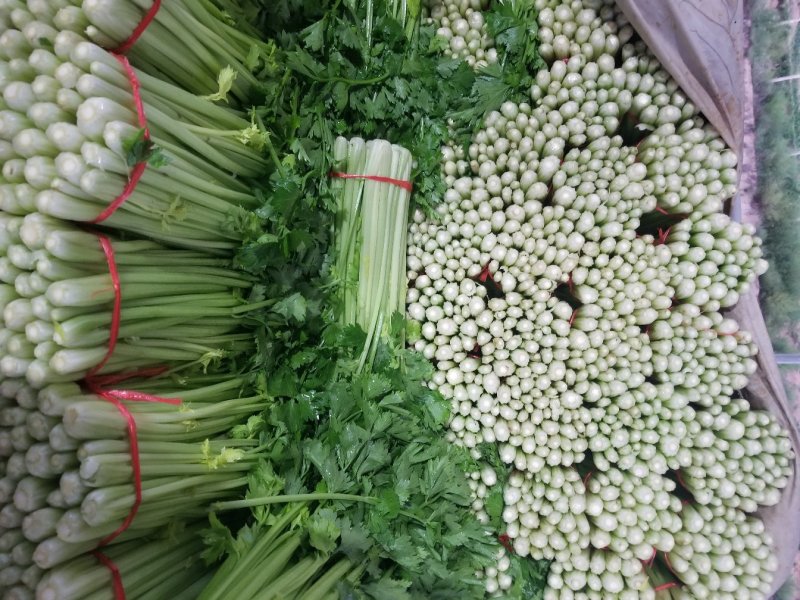 高原夏季精品毛芹大量上市啦！
