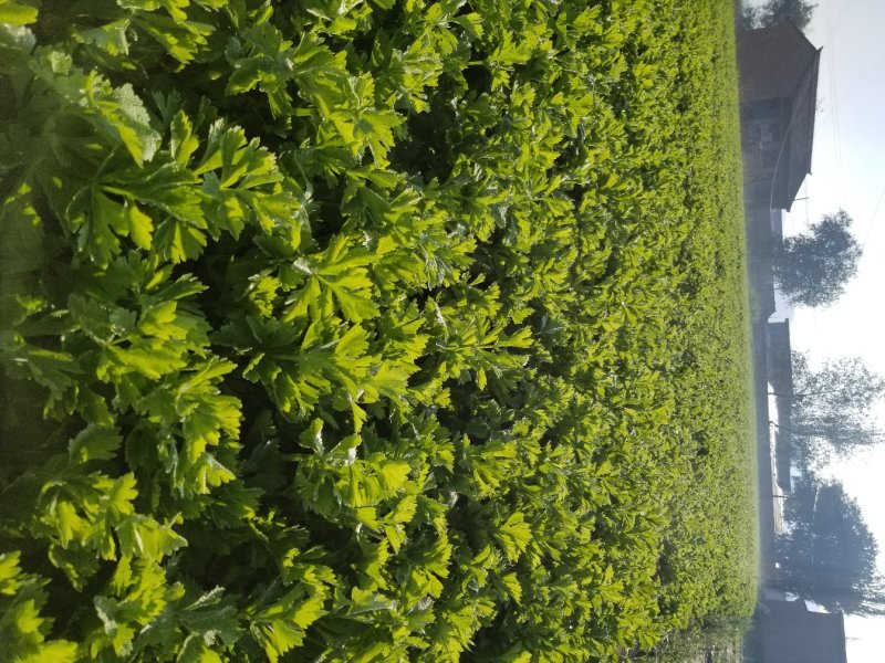 高原夏季精品毛芹大量上市啦！