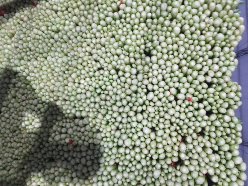 高原夏季精品毛芹大量上市啦！