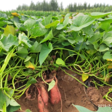 山东烟薯25农户自产自销高岭沙土地种植蜜薯