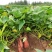 山东烟薯25农户自产自销高岭沙土地种植蜜薯