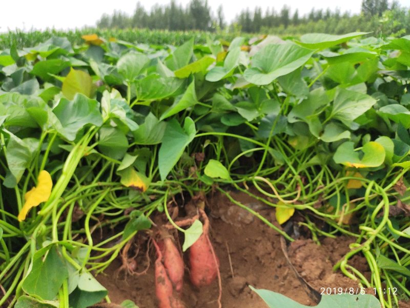 山东烟薯25农户自产自销高岭沙土地种植蜜薯