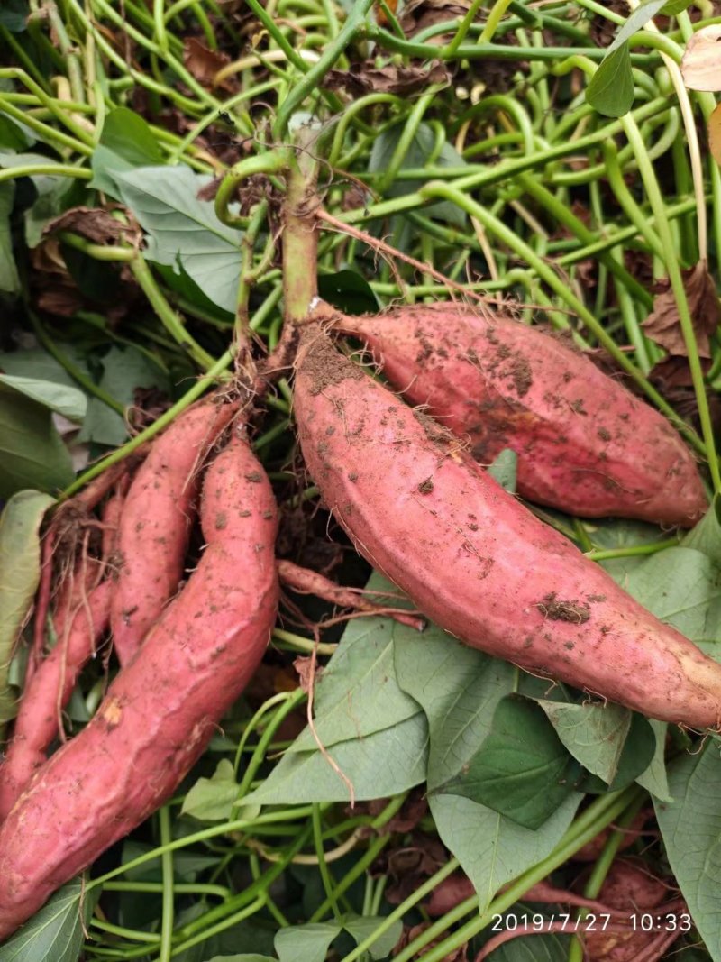 山东烟薯25农户自产自销高岭沙土地种植蜜薯