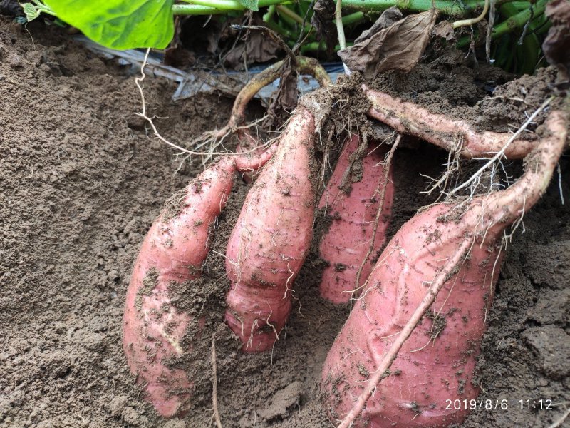 山东烟薯25农户自产自销高岭沙土地种植蜜薯