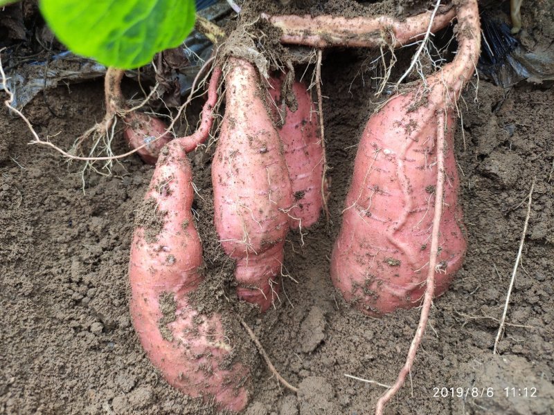 山东烟薯25农户自产自销高岭沙土地种植蜜薯