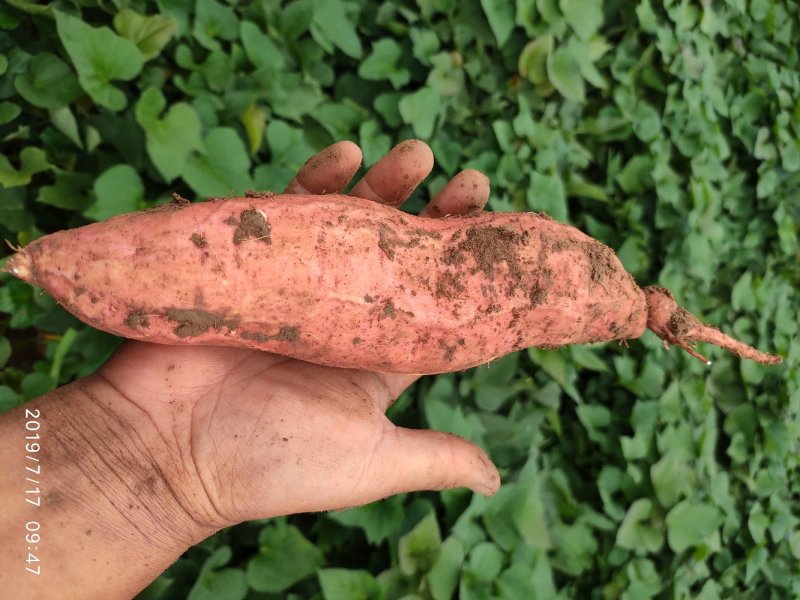 山东烟薯25农户自产自销高岭沙土地种植蜜薯