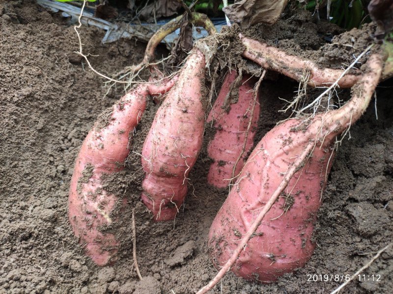 山东烟薯25农户自产自销高岭沙土地种植蜜薯