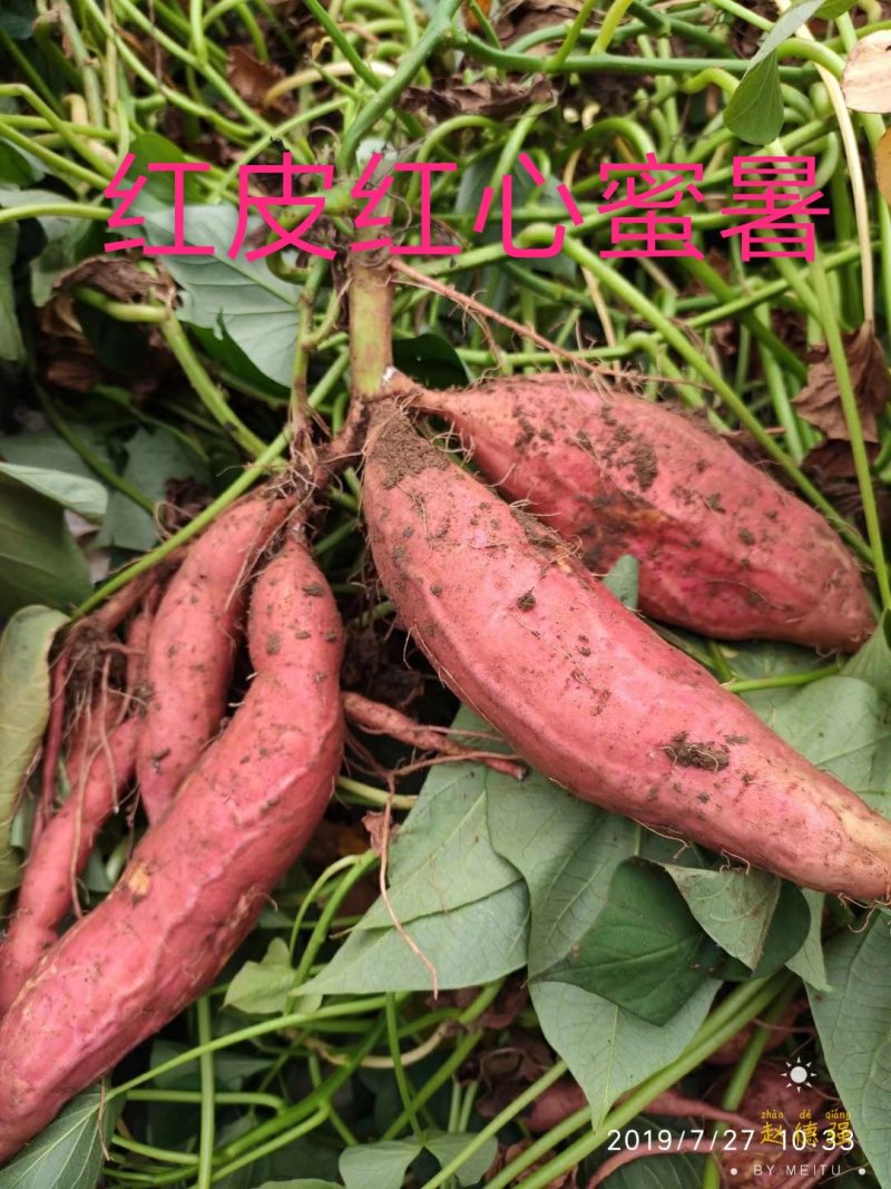 山东烟薯25潍坊农户自产自销高岭沙土地种植蜜薯