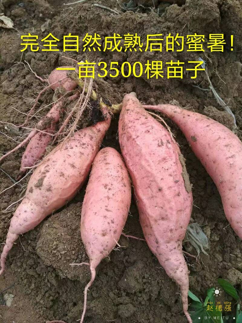 山东烟薯25潍坊农户自产自销高岭沙土地种植蜜薯