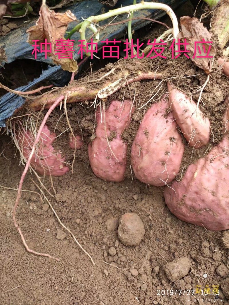 山东烟薯25潍坊农户自产自销高岭沙土地种植蜜薯