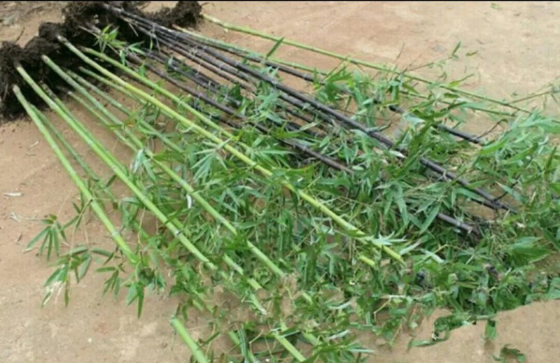 四季竹苗刚竹早园竹