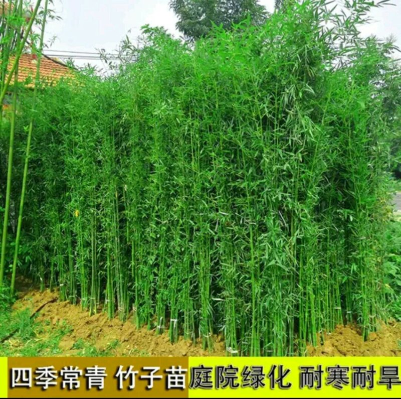 四季竹苗刚竹早园竹