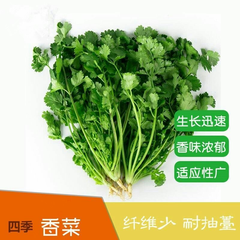 四季香菜种子耐热耐寒耐抽苔生长快速香味浓产量高