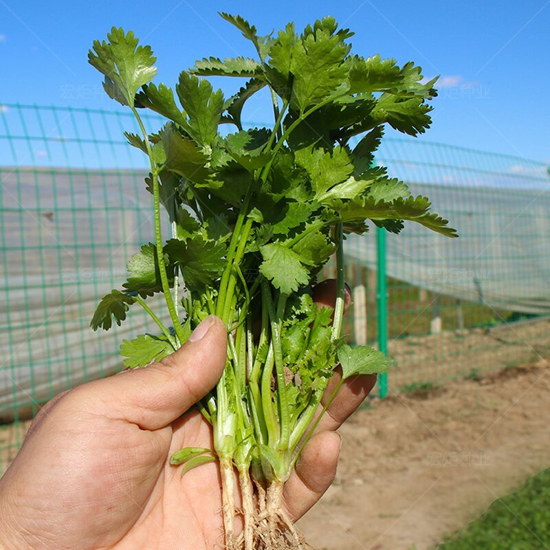 四季香菜种子耐热耐寒耐抽苔生长快速香味浓产量高