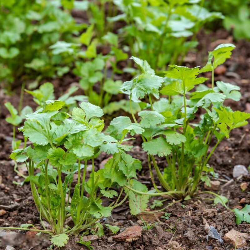 四季香菜种子耐热耐寒耐抽苔生长快速香味浓产量高