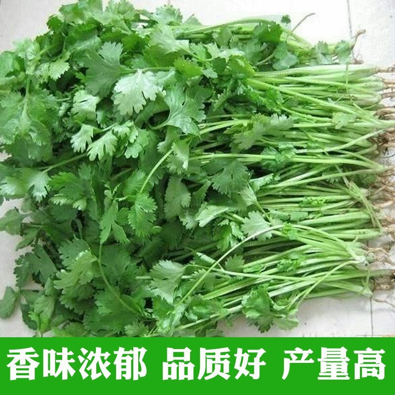 四季香菜种子耐热耐寒耐抽苔生长快速香味浓产量高