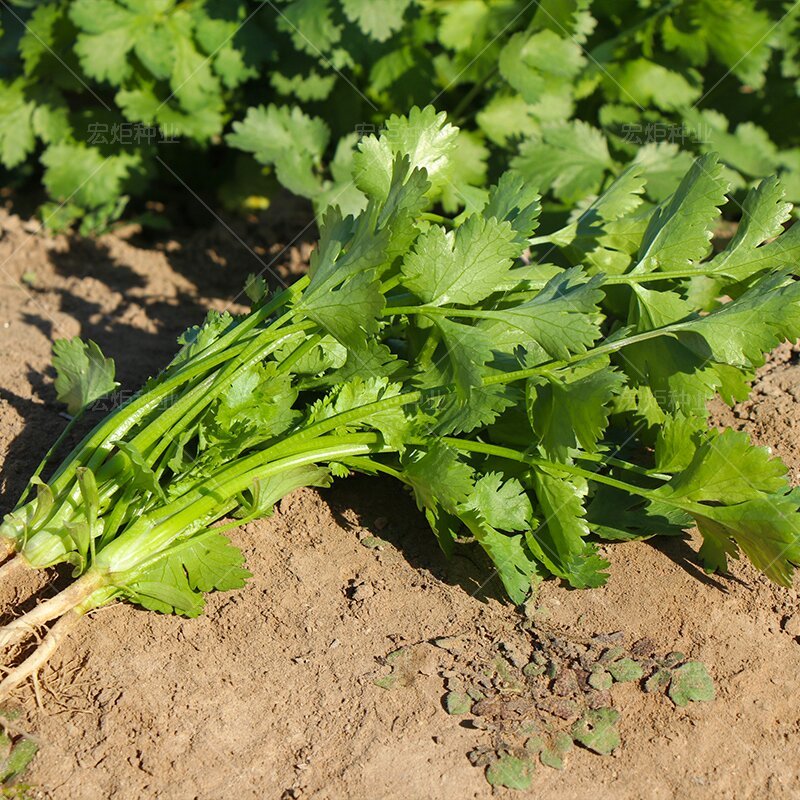 四季香菜种子耐热耐寒耐抽苔生长快速香味浓产量高