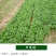 四季香菜种子耐热耐寒耐抽苔生长快速香味浓产量高