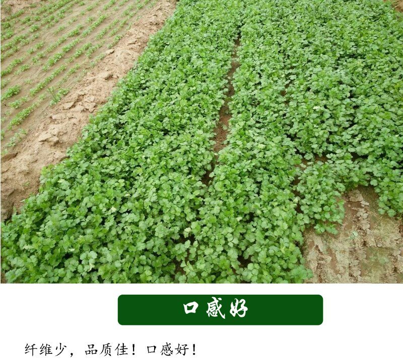 四季香菜种子耐热耐寒耐抽苔生长快速香味浓产量高